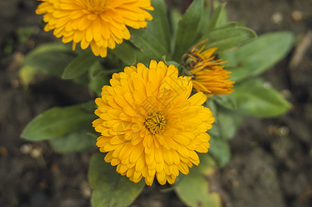 黄色秋意菊花图金黄的秋菊背景