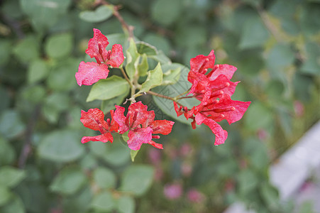 初秋的蔷薇图片
