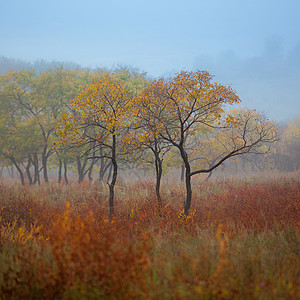 秋色层林尽染背景图片