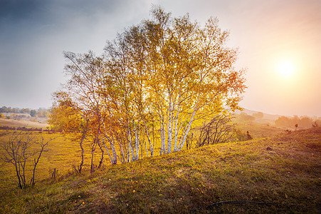 秋天的花乌兰布统草原金色晨光背景