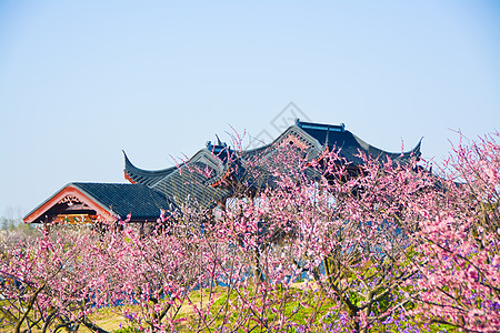 小雪上海奉贤海湾国家森林公园梅花背景