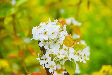 上海南汇桃花节桃花图片