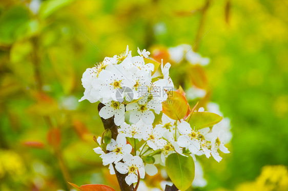 上海南汇桃花节桃花图片