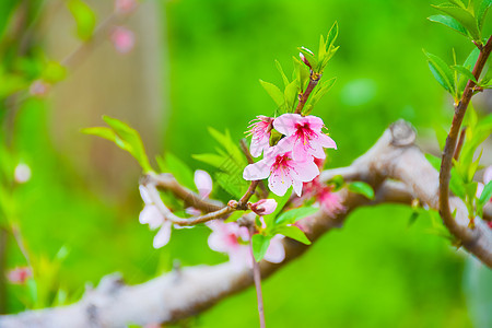 上海南汇桃花节桃花植物高清图片素材