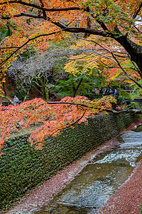 日本京都天龙寺风景图片