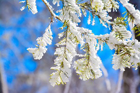 黑龙江洋草山雾凇下雪高清图片素材