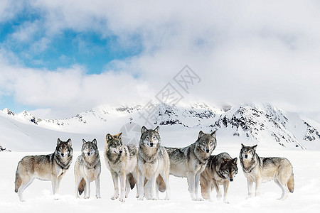 团队协作在一起的狼高清图片