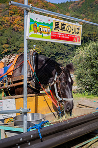 嵯峨野秋景日本嵯峨野马背景