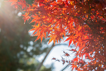 日本秋天红枫背景