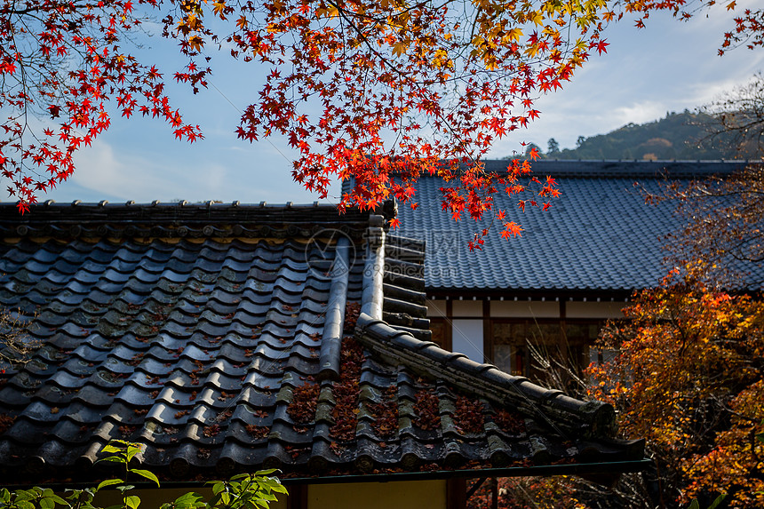 日本京都天龙寺秋景图片
