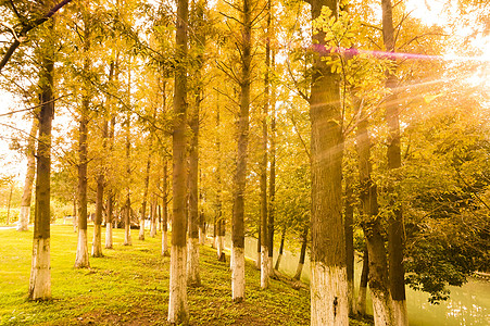林子秋天的树林背景