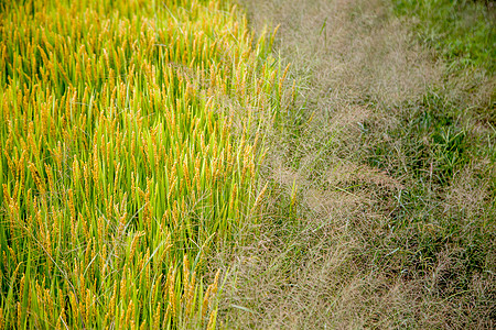 水稻成熟稻田背景