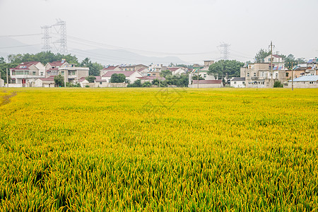 成熟水稻稻田背景