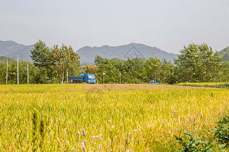 稻田图片