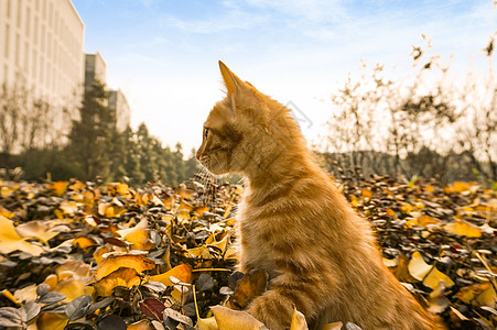 浓情秋意秋天玩耍的猫背景