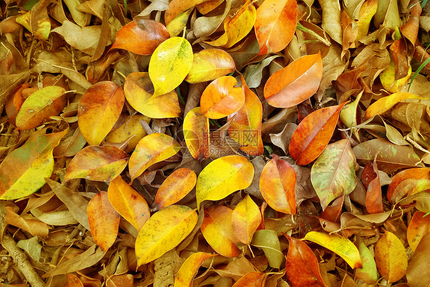 秋天的落叶飘落满地金色的树叶纹理图片