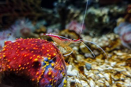 南昌万达海洋乐园水族馆红虾图片