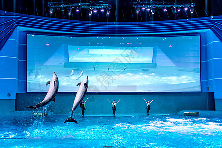 南昌万达海洋乐园海豚表演图片