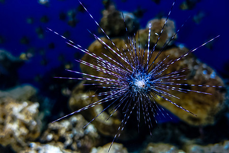 南昌万达海洋乐园水族馆动物图片