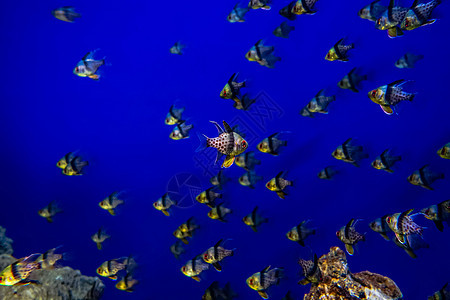 南昌万达海洋乐园水族馆的鱼图片