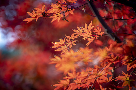 幸福季节清白照秋天的红叶背景