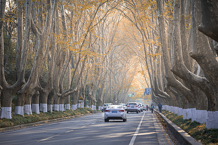 南京的梧桐树图片