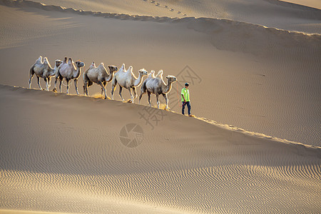 沙漠驼队图片