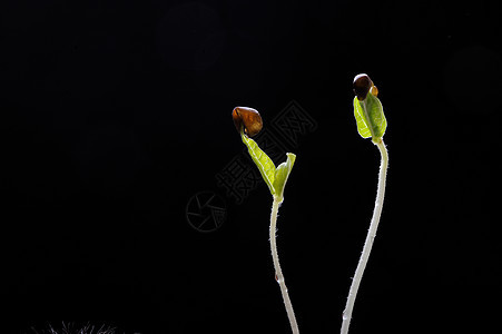 植物光影图片