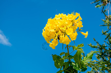越南芽庄秋天热带植物黄钟花图片