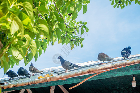 芽庄珍珠岛的鸽子图片