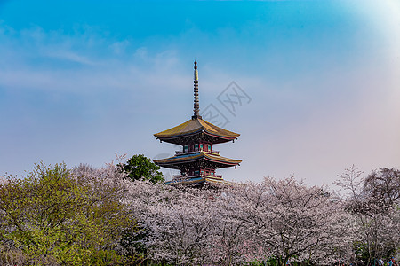 东湖樱园旅游目的地小樱高清图片