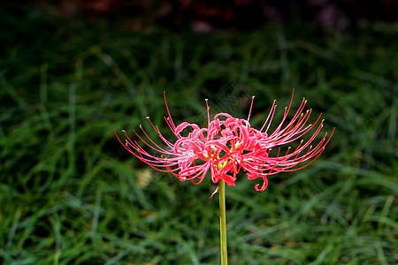 言叶之庭照片 言叶之庭背景 言叶之庭摄影图片下载 摄图网