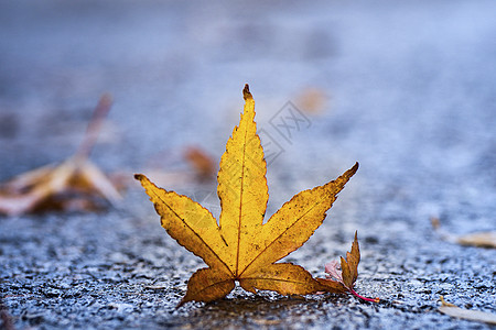 秋天的落枫金黄色落叶林高清图片