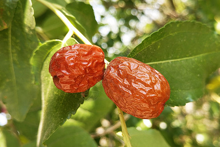秋天丰收的果园果实枣子树背景图片