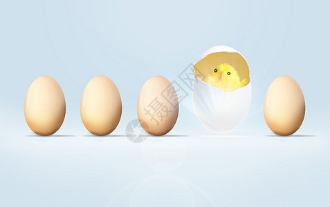 鸡蛋孵出小鸡图片