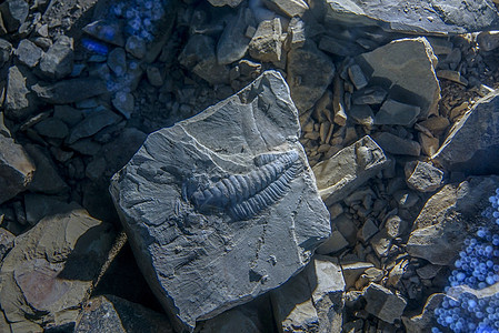 澄江帽天山古生物化石背景图片