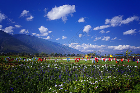 大理苍山花海背景