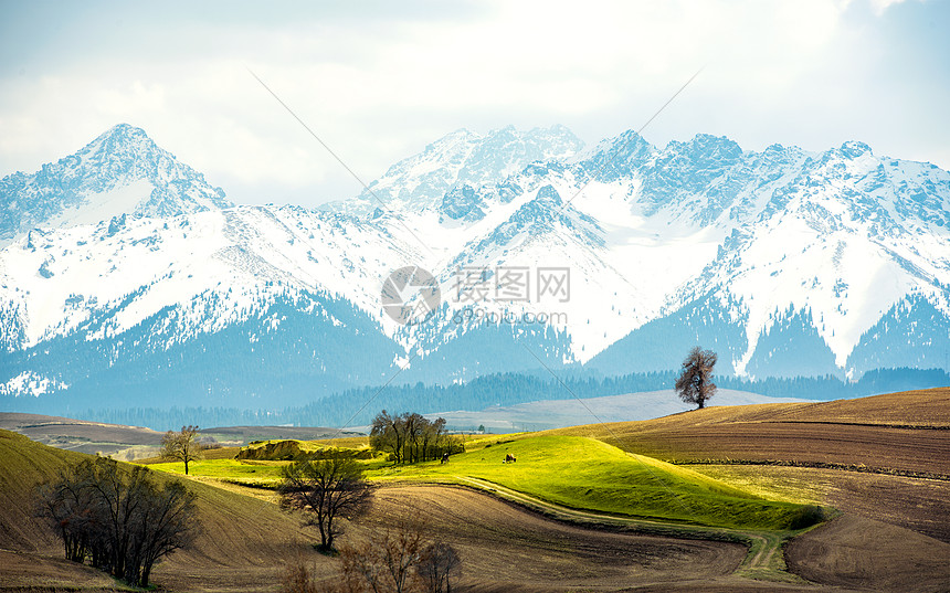 雪山下的农田图片