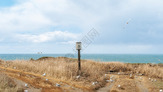 新西兰奥塔哥半岛海峡风光背景