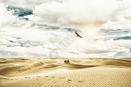 沙漠飞鹰背景图片