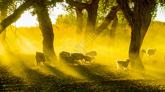 夕阳下的胡杨林里的羊群图片
