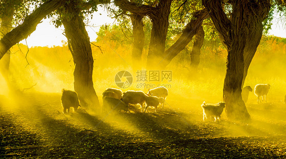 夕阳下的胡杨林里的羊群图片