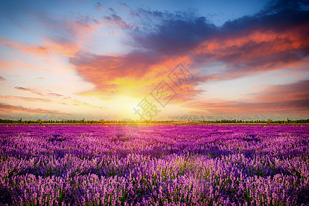 北海道花海唯美花海设计图片