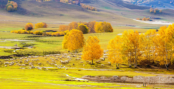 内蒙羊秋季草原上的羊群背景