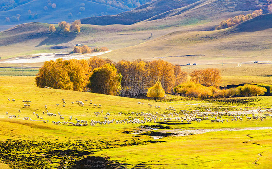 秋季草原上的羊群图片