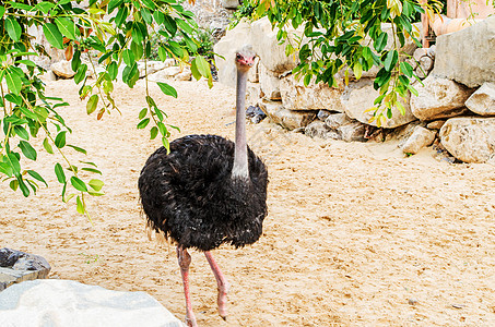芽庄珍珠岛游乐园的鸵鸟图片