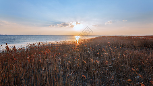 深秋暖阳上海崇明西沙湿地公园背景