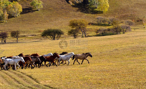 内蒙古自治区乌兰布统景区群马秋色图片