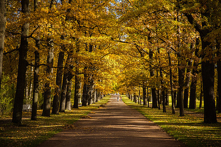 秋天俄罗斯俄罗斯最美的园林秋色背景