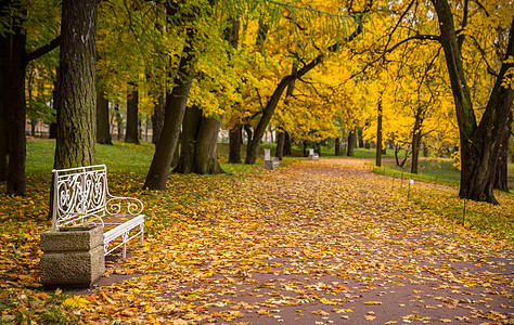金色叶子俄罗斯秋季最美的皇家园林叶卡捷琳娜宫花园秋色背景